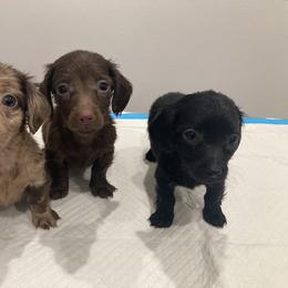 Dachshund and Pug Puppies from Wiggle'n V Ranch