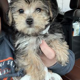Maltipoo, Poodle, and Yorkipoo Puppies from Doodle Pups Fur-Ever