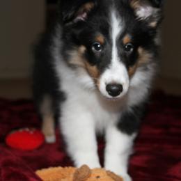 Shetland Sheepdog Puppies from Stafford Shelties
