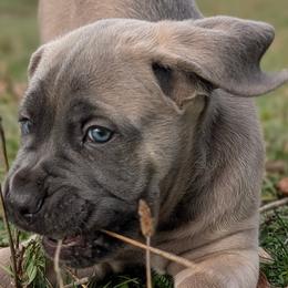 Cane Corso from Bane's Legacy Cane Corso