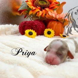Priya - Dapple female Dachshund puppy in Prairieville, Louisiana from Southern Barron Danes & Dachshunds