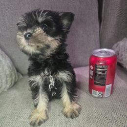 Girl 1 - Black female Miniature Schnauzer puppy in Calera, Alabama from Burnett Cove Kennels