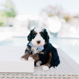 Reef - Tri-color male Bernedoodle puppy in Murray, Utah from Sun Valley Doodles