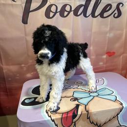 Toby - Parti male Poodle puppy in Mobile, Alabama from Semmy’s Standard Poodle LLC