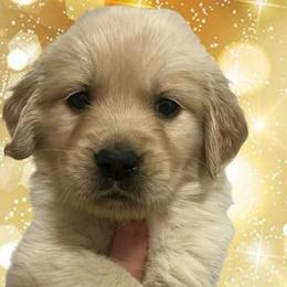 Purple female - Golden female Golden Retriever puppy in Jesup, Georgia from Painted Platinum Retrievers (Painted Platinum Kennel) PPK