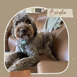 Birdie - Labradoodle