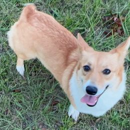 Foxy - Pembroke Welsh Corgi