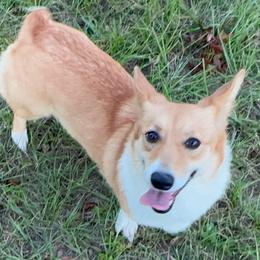 Foxy - Pembroke Welsh Corgi