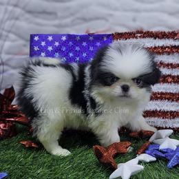 Jacob - Black tan and white male Japanese Chin puppy in Johnson City, Tennessee from Erin & Friends Japanese Chin