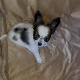 Teddy - White and sable male Papillon puppy in Howe, Oklahoma from Southern Sweet Papillons