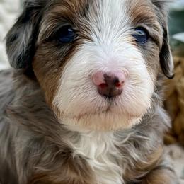 Margo - Merle female Bernedoodle puppy in Peterstown, West Virginia from To Love A Doodle