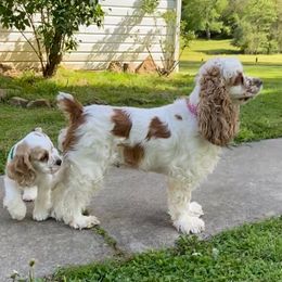 Cocker Spaniel All Grown Up from Joron Cockers