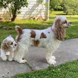 Cocker Spaniel All Grown Up from Joron Cockers