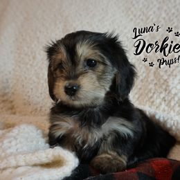 Dorkie Girl 2 - Yellow - Companion Cross puppy from Luna's Dorkie Pups