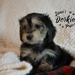 Dorkie Girl 2 - Yellow - Companion Cross puppy from Luna's Dorkie Pups