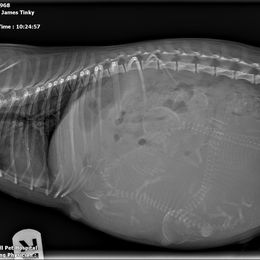 Yorkshire Terrier Puppies from Wendy's Yorkies