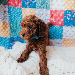 Baby Blue collar - Red  male Poodle puppy in Las Vegas, Nevada from Vegas Toy Poodles