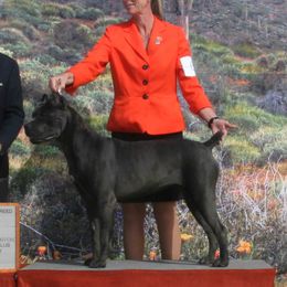 Dolce - Cane Corso