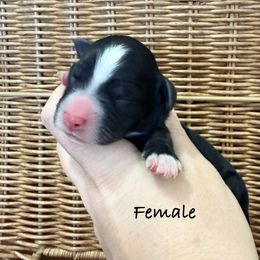 Girl 2 - Black and white female Bernedoodle puppy in Lehi, Utah from Heart J Bernedoodles