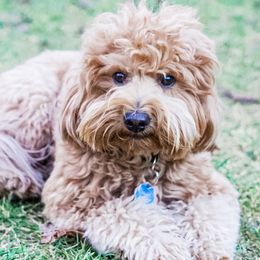 Maggie Mae  - Goldendoodle