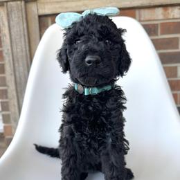 Raven - Black female Goldendoodle puppy in Pulaski, Tennessee from Doodle My Heart
