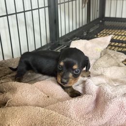Black and tan female - Black and tan female Dachshund puppy in Glen St Mary, Florida from Little Pawz, LLC