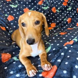 Monty's - Cream male Dachshund puppy in Lake City, Florida from My Ditzy Doxies of Florida