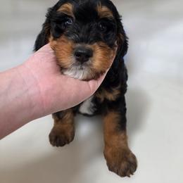 Bali - Tri-color female Bernedoodle puppy in Mc Gaheysville, Virginia from Doting Doodles
