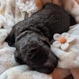 Poppy - Chocolate female Goldendoodle puppy in Camden, North Carolina from Oopsie Doodles of NC