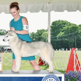 Siberian Huskies from Powdermist Siberians, LLC.