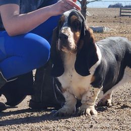 Basset Hounds and Golden Retrievers from Storm Chasers Retrievers