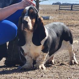 Basset Hounds and Golden Retrievers from Storm Chasers Retrievers