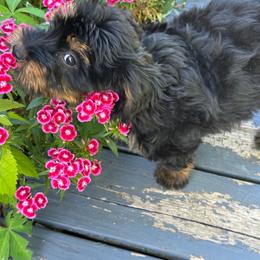 Blackie Bear - Black tri-color male Aussiedoodle puppy in Charlestown, Indiana from Forever Aussies and A Doodle