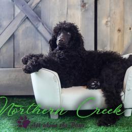 Poodle Puppies from Northern Creek