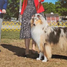 Journey - Collie