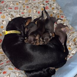 Dachshund Puppies from Once Upon a Mini Dachshund