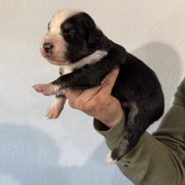 Australian Shepherd Puppies from Bullet & Whiskey’s Pups