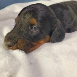 Dakota - Black and tan male Dachshund puppy in Mountain Grove, Missouri from Callaway Country Dachshunds