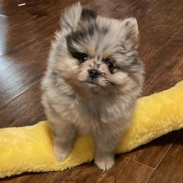 Milky - Blue merle female Pomeranian puppy in Danielsville, Georgia from PassionatePomPoms