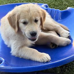 Kenny - Golden male Golden Retriever puppy in Peoria, Arizona from Westwing Retrievers