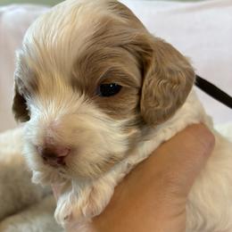 Sky - Red and white female Cockapoo puppy in Adrian, Oregon from ApplebyFarm