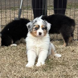 Champagne - Blue merle Australian Shepherd puppy in Washington from White House Australian Shepherds