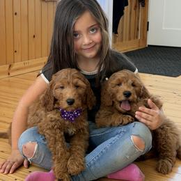 Hearts - Apricot female Goldendoodle puppy in Sugarcreek, Ohio from True Hearted Doodles