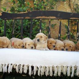 Cavalier King Charles Spaniel and Cavapoo Puppies from Catella Cavaliers and Cavapoos