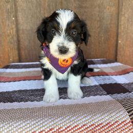 Longhorn - Black tri-color female Aussiedoodle puppy in Eastland, Texas from H5 Mini Doodles