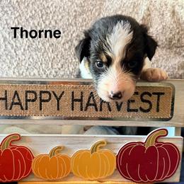 Thorne - Black tri-color male Australian Shepherd puppy in Plympton, Massachusetts from Silverchip Aussies