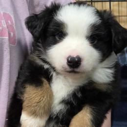 Vince - Black tri male Toy Australian Shepherd puppy in Leonard, Texas from Tin Roof Aussies
