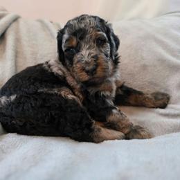 Casper - Blue merle male Bernedoodle puppy in Malden, Illinois from Doting Doodles