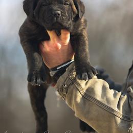 BEEFBOY - Black brindle male Cane Corso puppy in Cable, Ohio from Americana Cane Corso