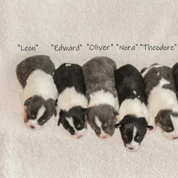 American Corgi and Pembroke Welsh Corgi Puppies from Elk Ridge Corgis